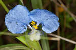 Whitemouth dayflower 